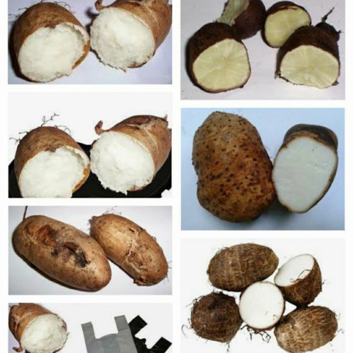 

KETAN-BERAS- UMBI-UBI GEMBILI KETAN 500 GRAM -BERAS-KETAN.