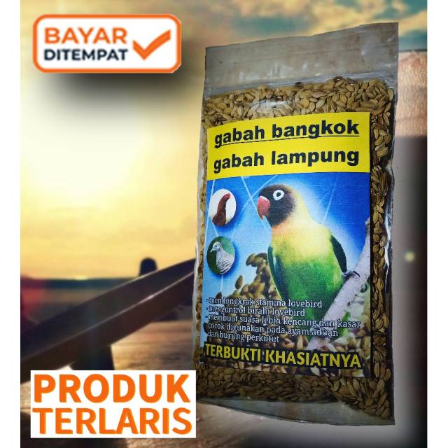 gabah bangkok lampung bayar ditempat