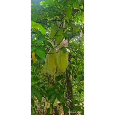 

BUAH BELIMBING BANGKOK MERAH SEGAR MURAH TERBAIK KUALITAS OKK