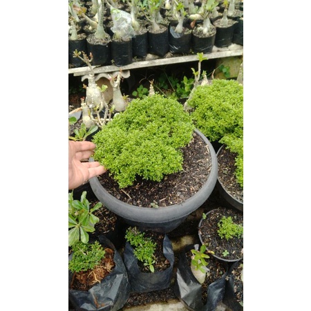bonsai kemuning super mikro ukuran lumayan besar.#shafaflowers#achmadeffendi#syawalkarimahmad#kemuni