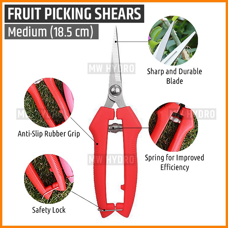 Gunting Buah, Bunga, Daun, Bonsai - Fruit Picking, Thinning Shears - M