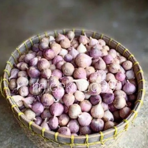 

BAWANG PUTIH TUNGGAL SEGAR / LANANG / HERBAL ALAMI OBAT FRESH GARLIC HERBS