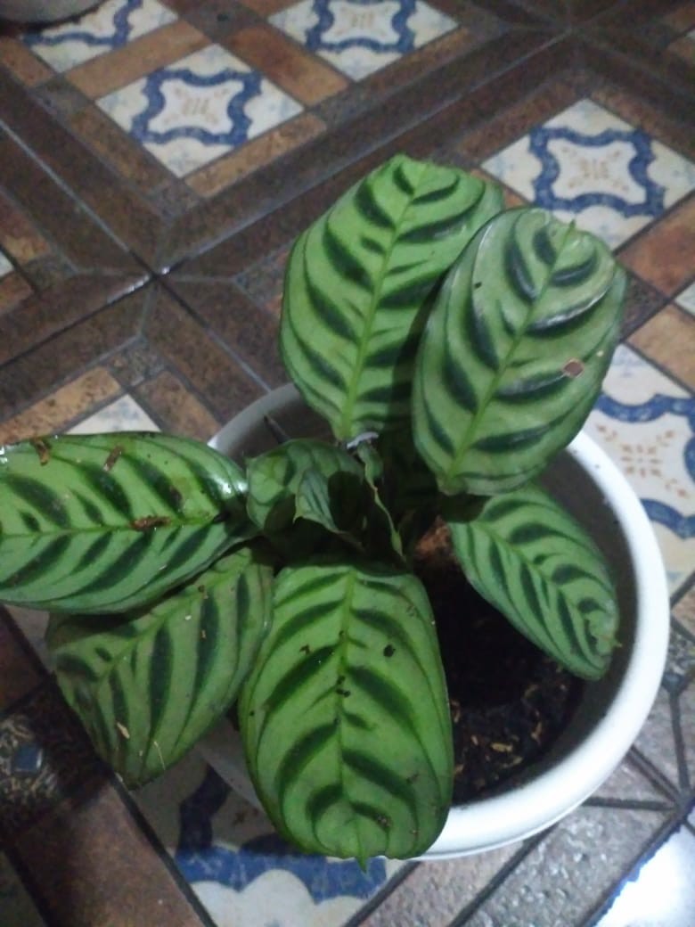 Paket 5 Tanaman Hias Calathea-kalatea