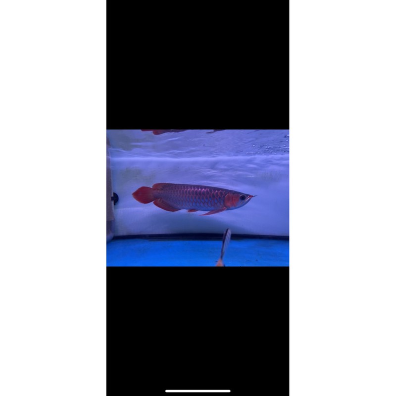 ikan arwana super red murah