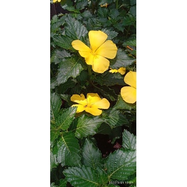 tanaman yolanda kuning