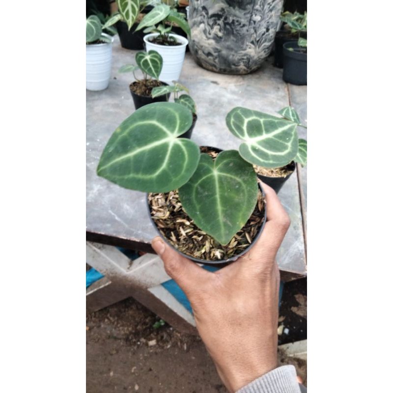 Tanaman hias Anthurium kuping gajah Tarantula anakan