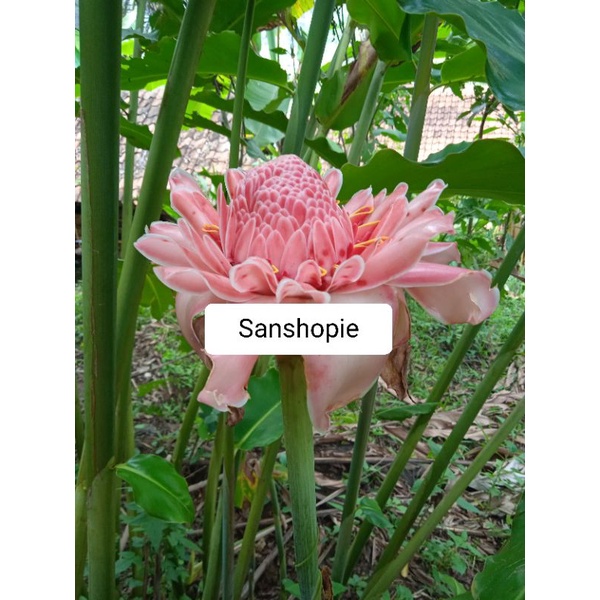 

Bunga Kecombrang Segar Per 500 gram