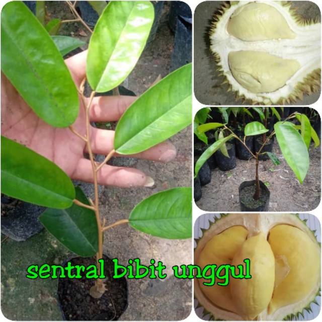 Bibit durian cumasi namlung