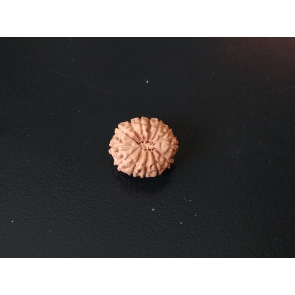 Genitri Mukhi 13 D14.7x12.85 Liontin Jenitri Rudraksha