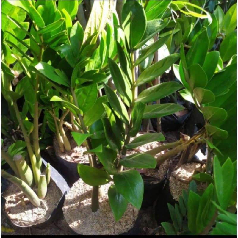 Tanaman Hias ZZ Plant