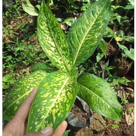 Tanaman Hias pot Aglonema Hijau Kuning cantik /Balanceng hijau kuning