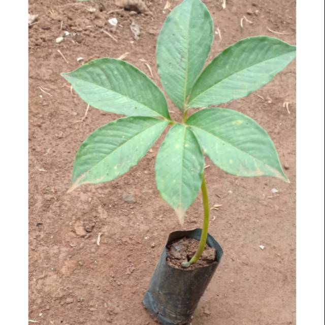 Benih porang dalam polybag