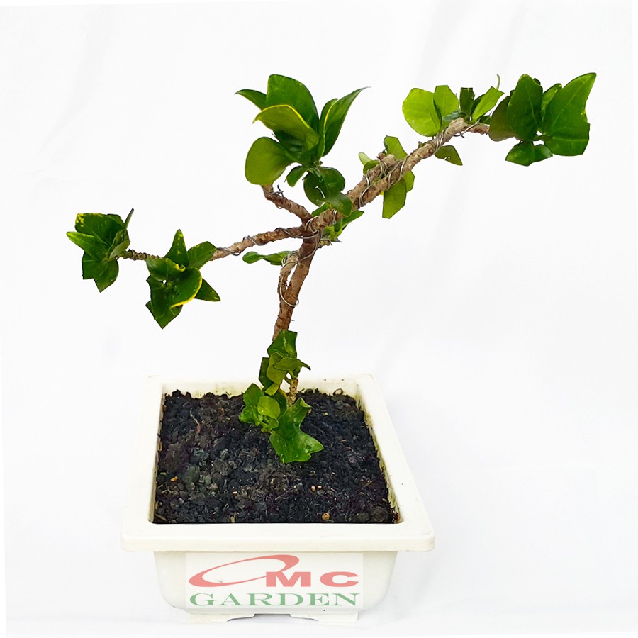 Tanaman Hias Pohon Bonsai Mame Puring Croton Emping Jengkol Coin Mawar B-PR-EMPING-001