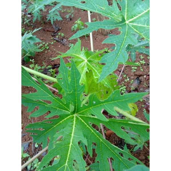 

DAUN PEPAYA SEGAR FRES LANGSUNG PETIK 250 garam