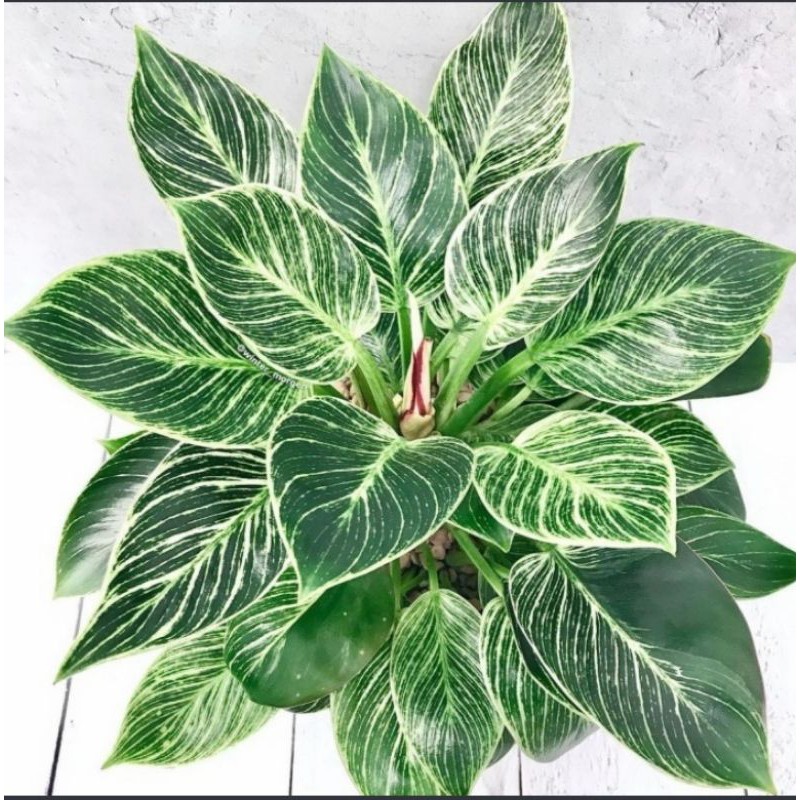 philodendron birkin/ bibit philodendron birkin