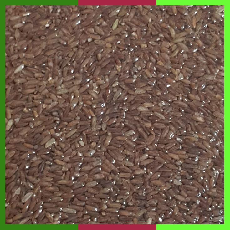 

Beras Merah Organik Jutarasa 2Kg Packing Press Vakum Halal Sni