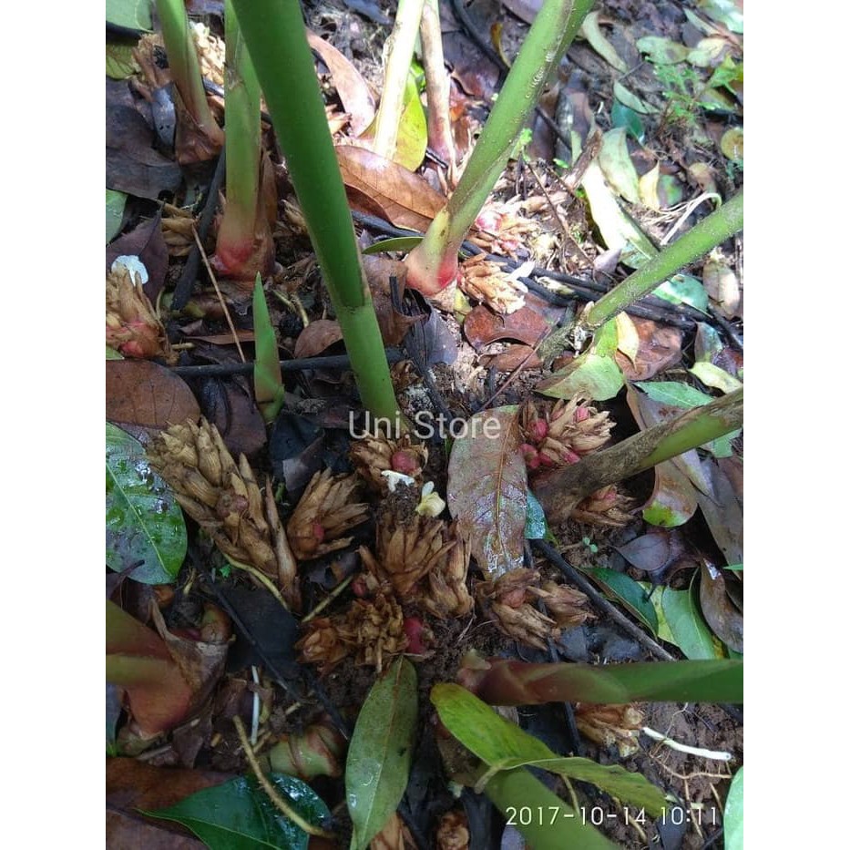 

terabaru BIBIT KAPULAGA BUAH HIJAU zst segar