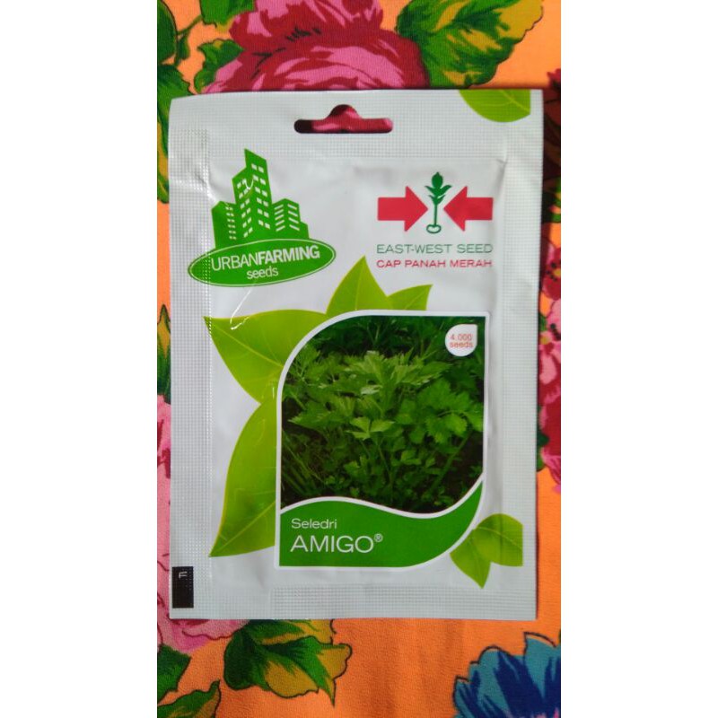 Benih Seledri Amigo Bibit Seledri Batang Besar