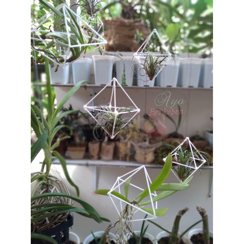 Pot Tillandsia | Pot Gantung Cantik untuk Tillandsia, Vanda mini