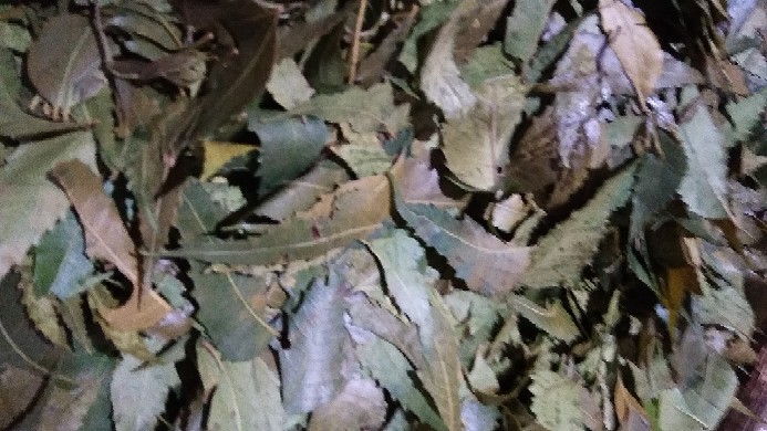 Daun Mimba Segar 1 Kg