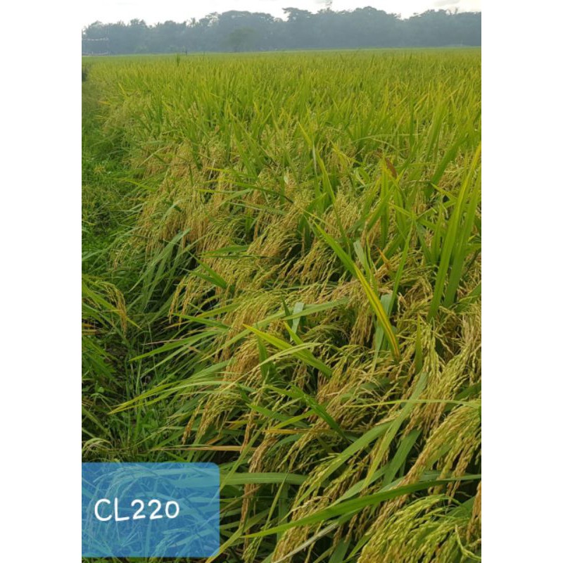Benih Padi Unggul CL_220