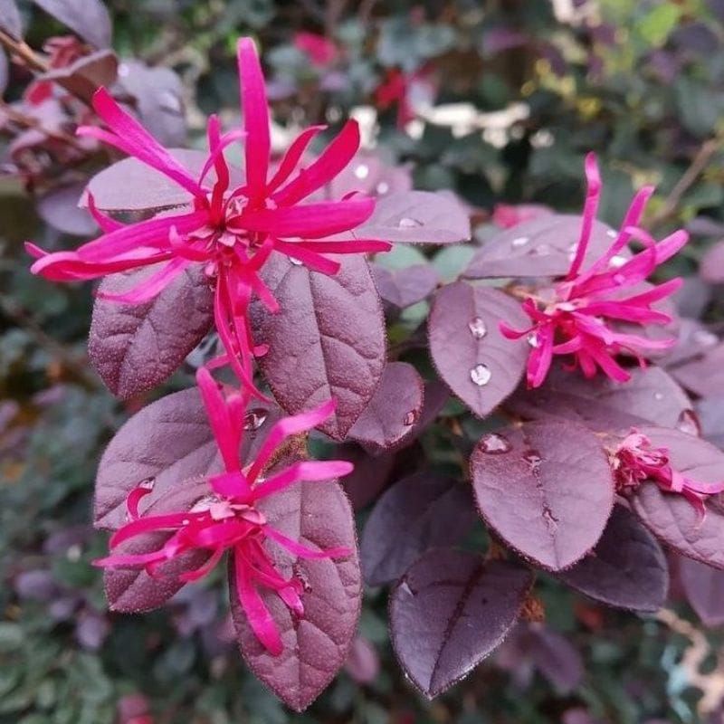 loropitalum serut merah bibit unggul