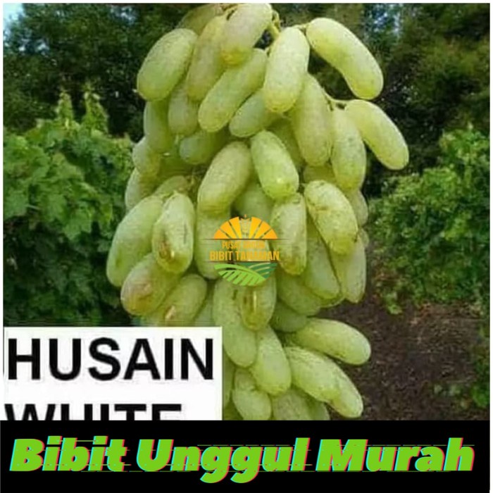 Bibit anggur import white husain Grafting Siap Berbuah