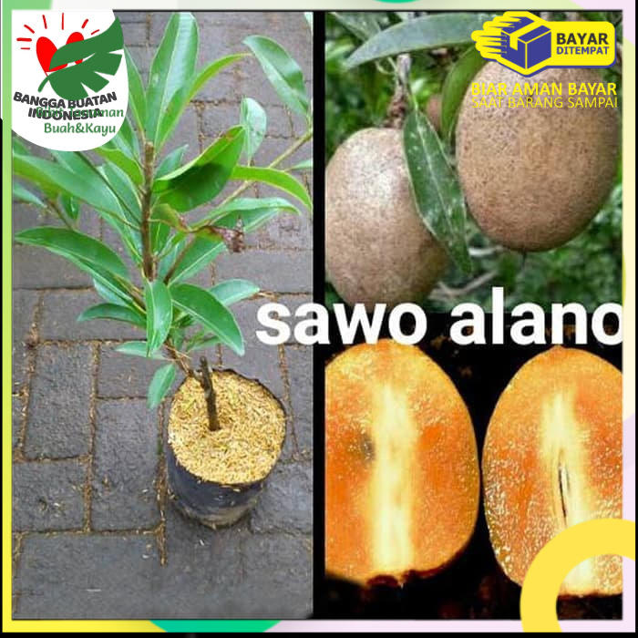 Bibit Tanaman Sawo Alano Jumbo