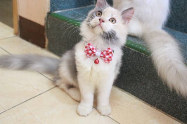 Dasi kupu-kupu lucu untuk kucing atau anjing baju kucing murah meriah size Adult kitten