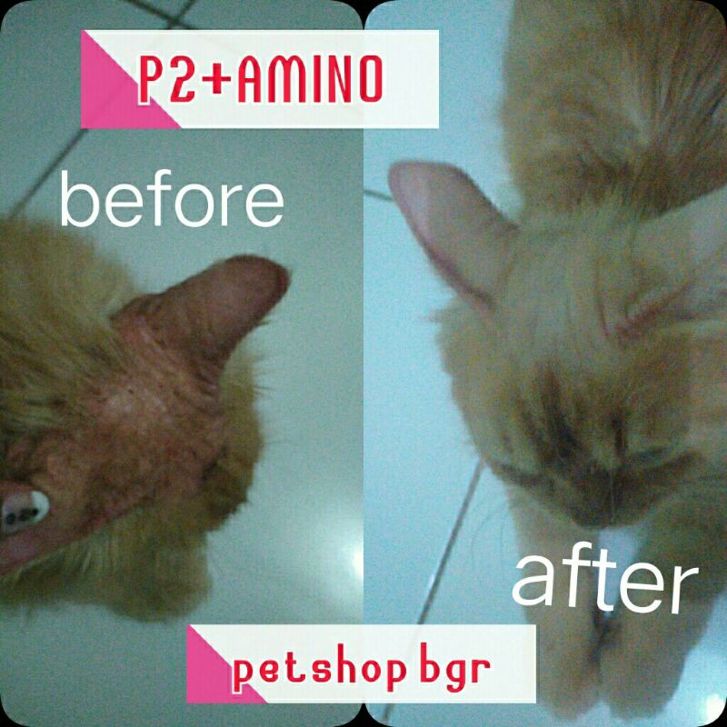 p2 obat  jamur cacing kutu koreng scabies luka kulit kucing 1ml