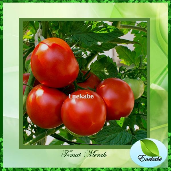 Bibit Tanaman Tomat Merah Benih Tomat Merah Bibit tanaman