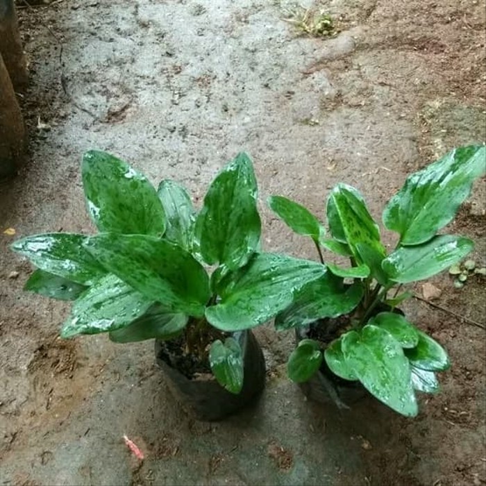 tanaman hias keladi katak bakung katak