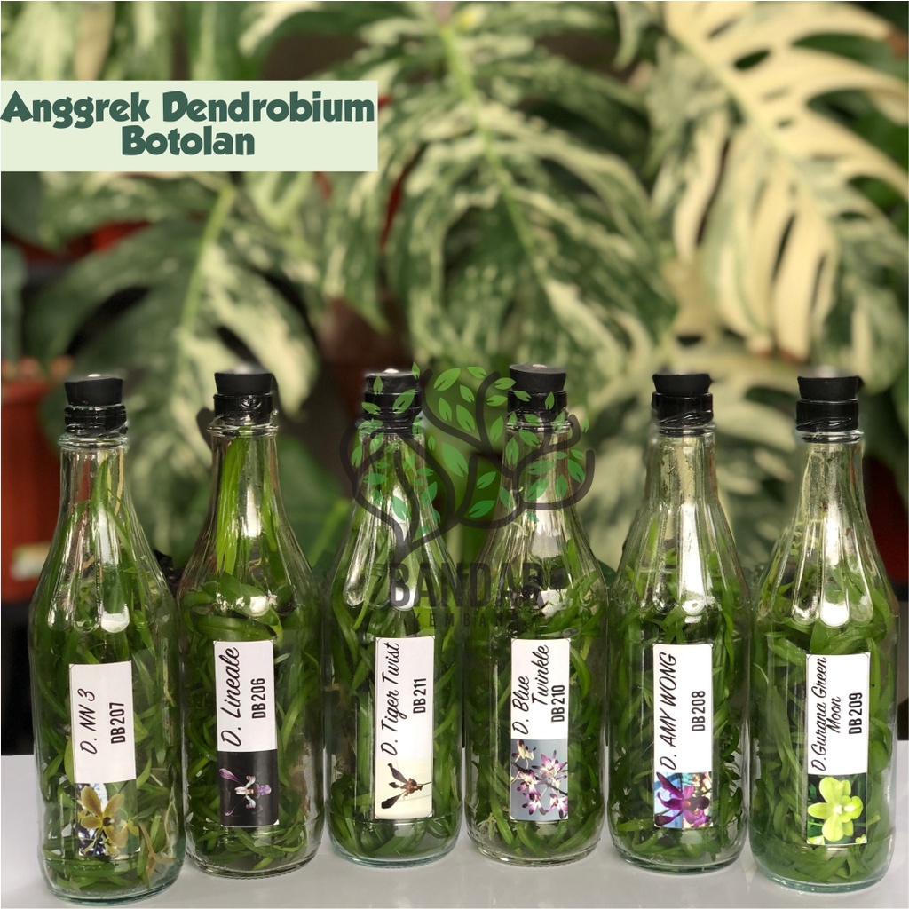 Bibit Anggrek Dendrobium Dalam Botol Siap Aklim