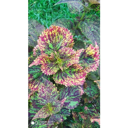 tanaman hias miana  batik kediri