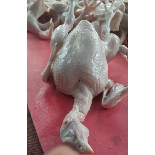 

Ayam potong segar sedang 1ekor