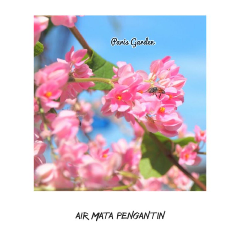 TANAMAN BUNGA AIR MATA PENGANTIN PINK - BIBIT BUNGA AIR MATA PENGANTIN