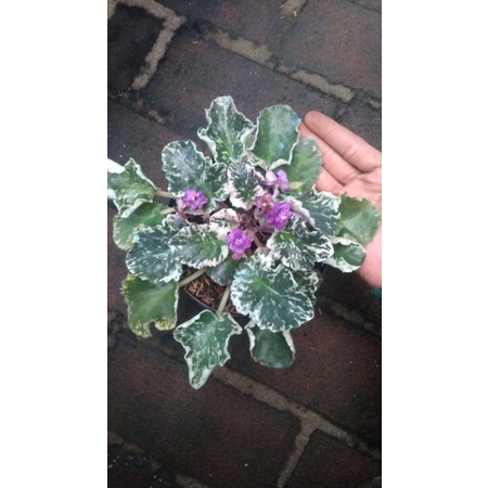 Bibit Tanaman Hias Violces Varigata