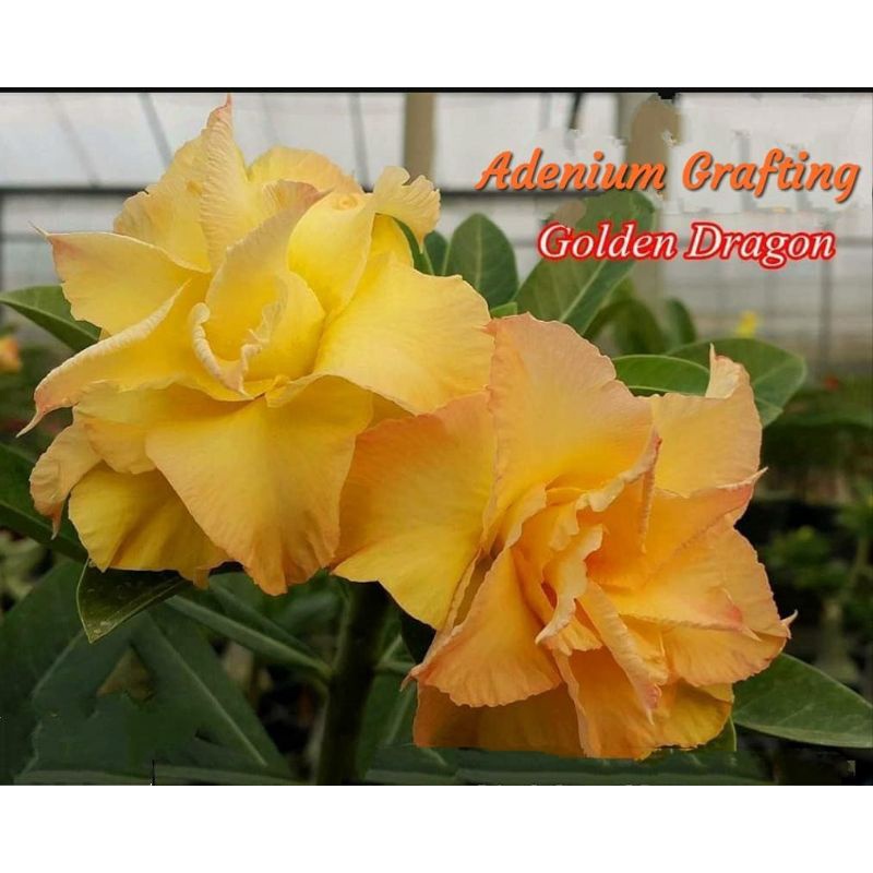 ADENIUM GRAFTING BUNGA TUMPUK / KAMBOJA JEPANG