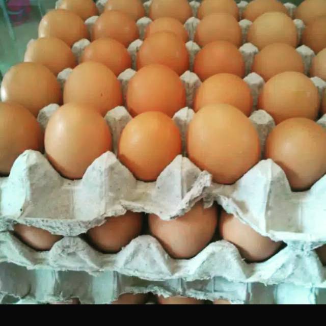 

Telur ayam