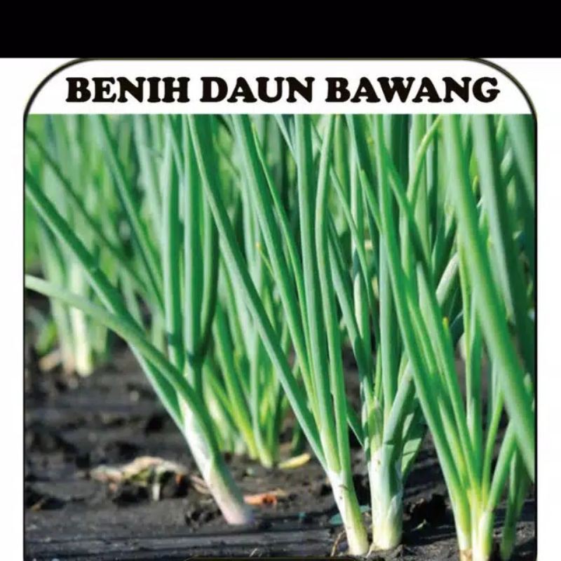 Benih daun bawang fragrant repack