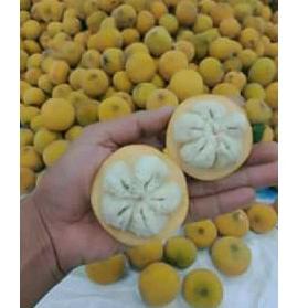 

Paling popular BUAH KECAPI MATANG DAN SEGAR 1 KG MURAH ♚♚ Dijual Murah