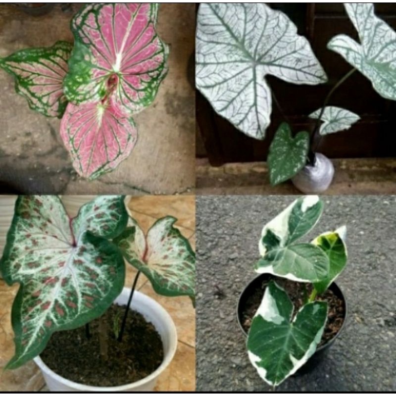 paket 4 tanaman hias keladi wayang, putih, corong, kantong semar