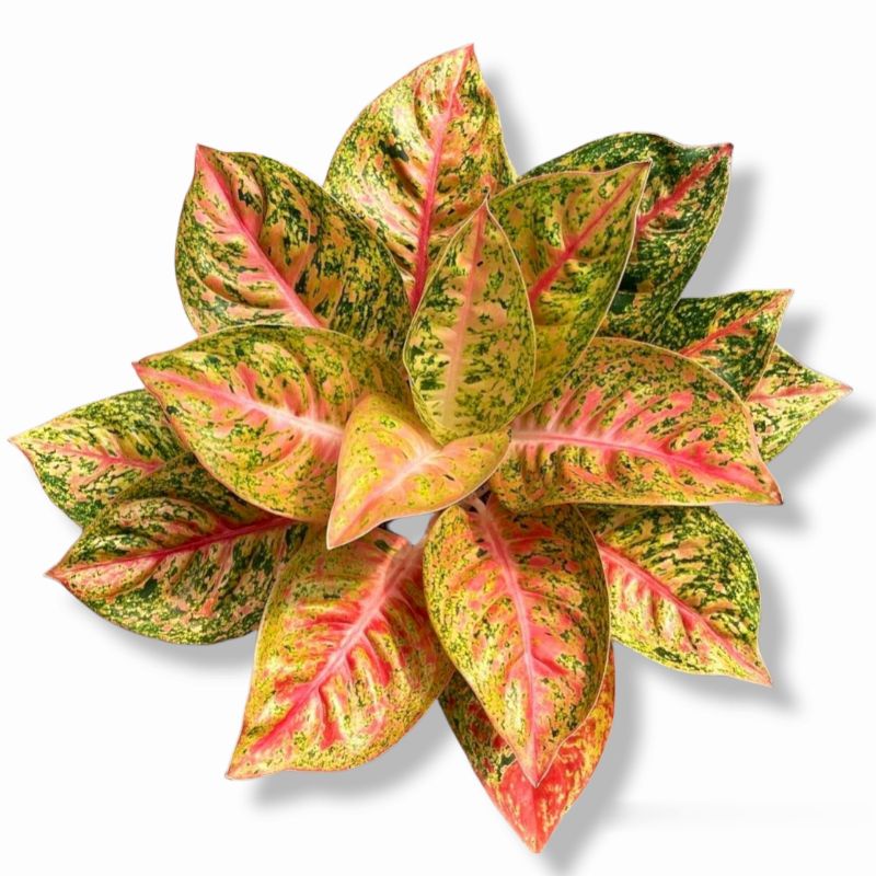 Аглаонема pictum sibolga. Аглаонема эмеральд холидей. Аглаонема оранж. Аглаонема эмеральд грин. Аглаонема эмеральд холидей.