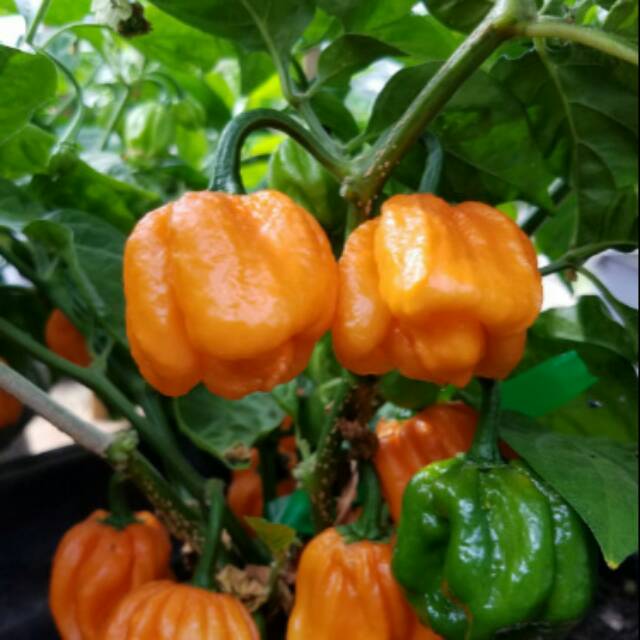 [ Paket Isi 10 Seed ] Benih - Biji Cabe Hias Unik Super Pedas Cabai Scotch Bonnet Freeport Orange