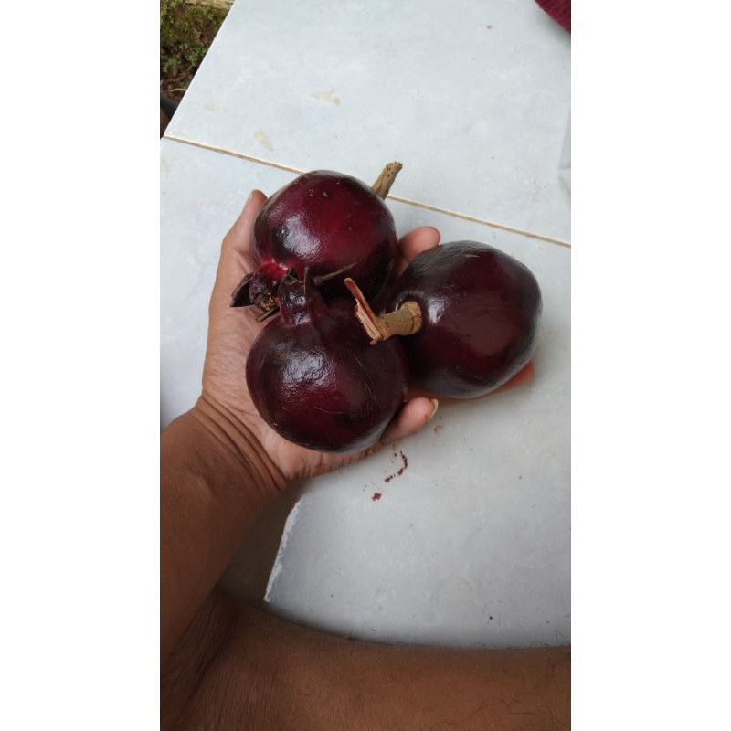 

delima hitam