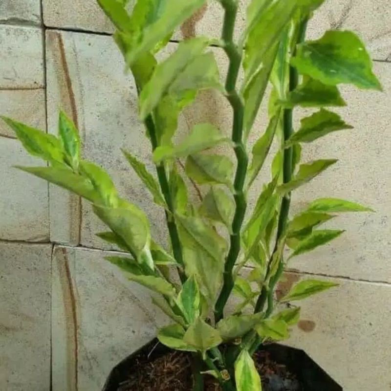 Tanaman hias zigzag plant patah tulang variegata