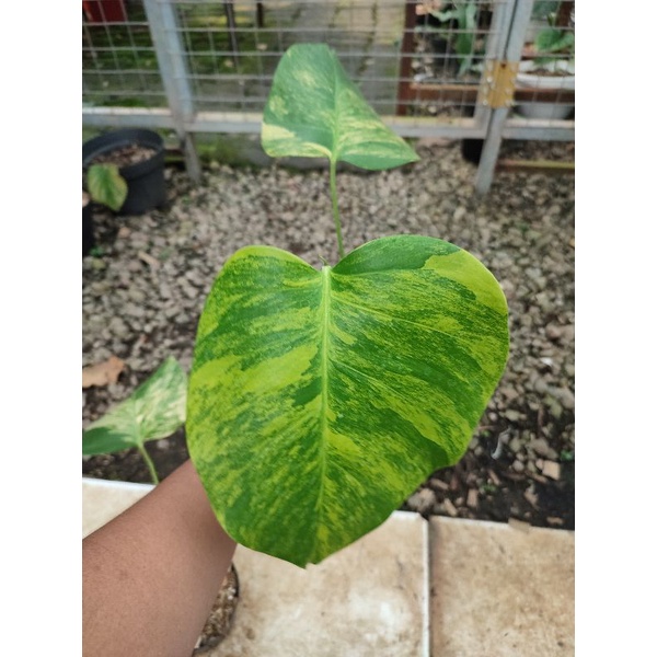 monstera marmorata marble