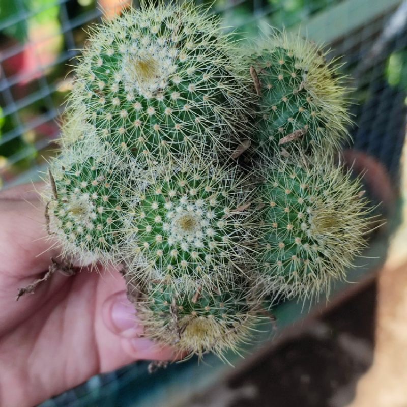 Kaktus lening ownroot / Notocactus leninghausii ownroot