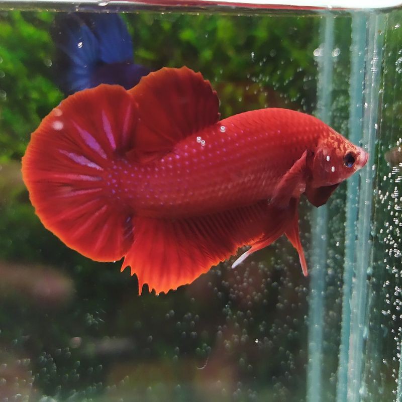 

Ikan Cupang Plakat Super Red