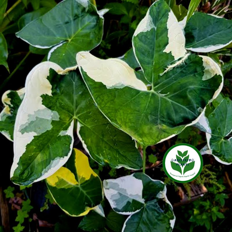 TANAMAN HIAS ALOCASIA XANTHOSOMA ALBO MARGINATA / KELADI TIKUS VARIEGATA